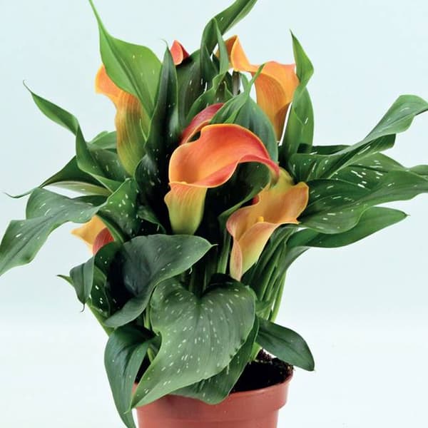 Zantedeschia Kalla Kalia Qatar 1 stk.