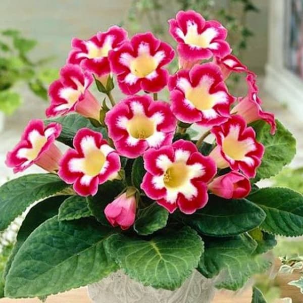 Gloxinia Gloxinia Blanche de Meru 1 kpl.