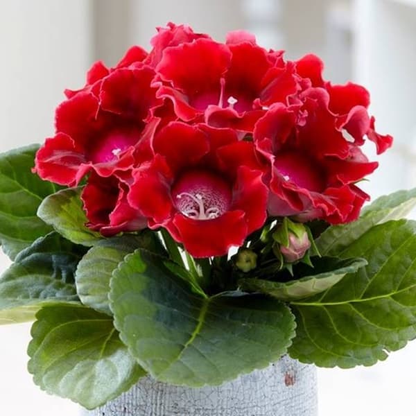 Gloxinia Gloxinia Defiance 1 st.