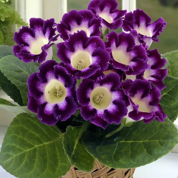 Gloxinia Gloxinia Hollywood 1 stk.