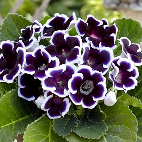 Gloxinia Gloxinia Kaiser Wilhelm 1 st.
