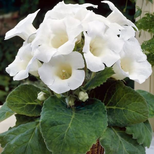 Gloxinia Gloxinia Mont Blanc 1 stk.