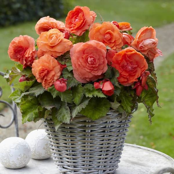 Kaksinkertainen begonia Superba oranssi 1 kpl.