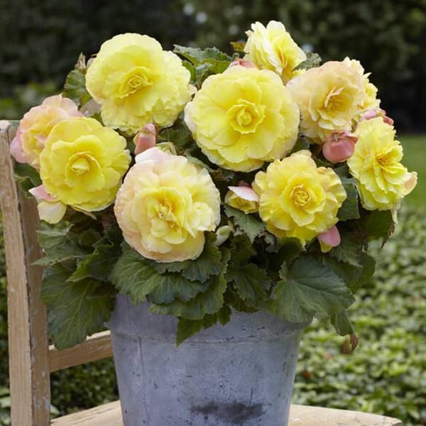 Kaksinkertainen begonia Superba keltainen 1 kpl.