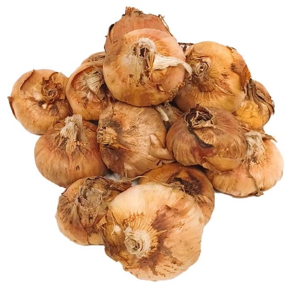 Gladiolus Gladiolus-mix 50 stk. 10/12