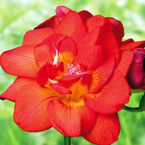 Freesia dubbel Freesia dubbel röd 10 st.