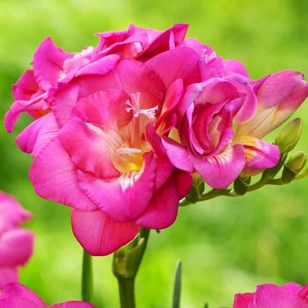 Freesia dobbelt Freesia dobbelt pink 10 stk.