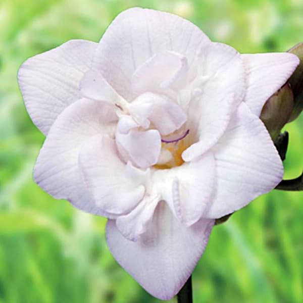 Freesia dubbel Freesia dubbel vit 10 st.