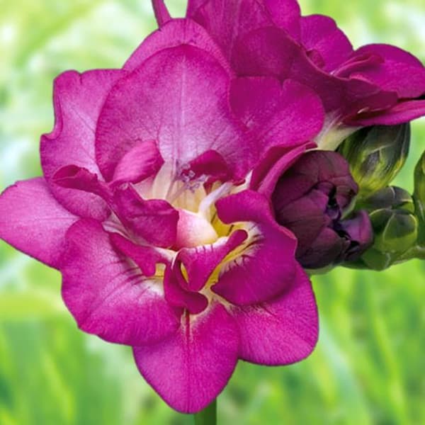 Freesia tupla Freesia tupla violetti 10 kpl.