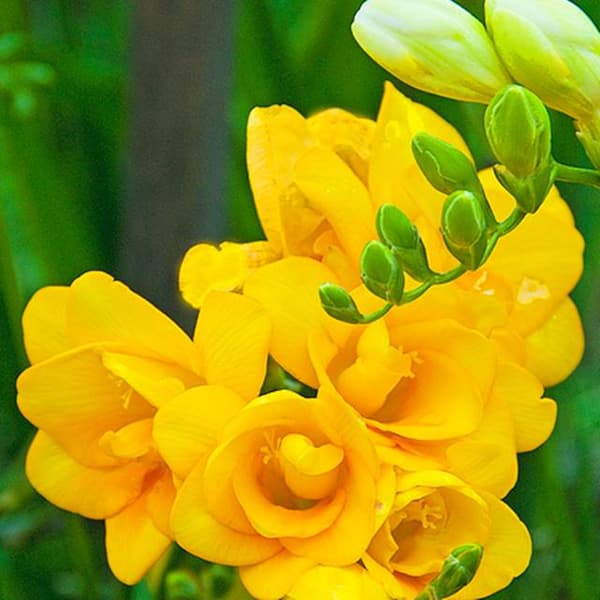 Freesia tupla Freesia tupla keltainen 10 kpl.