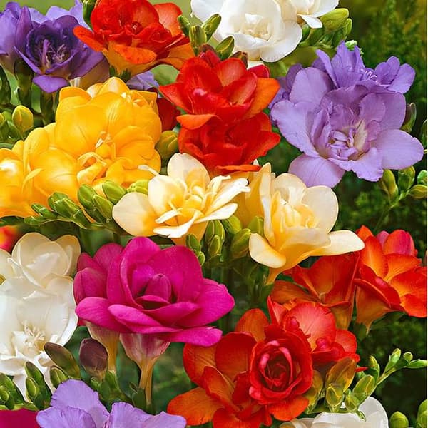 Freesia dubbelset Hel freesia 50 st.