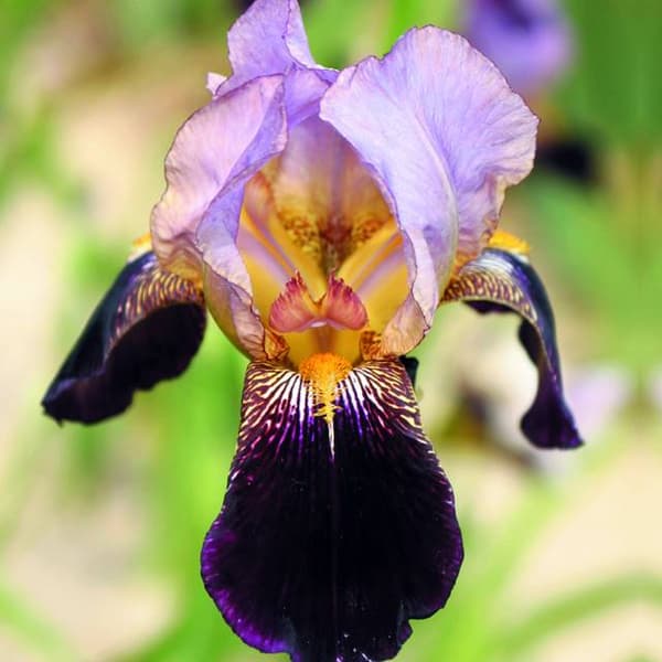 Iris germanica skægplante Ambassadeur 1 stk.