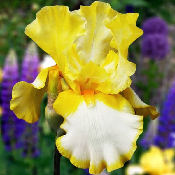 Iris germanica skægbryns af guld 1 stk.