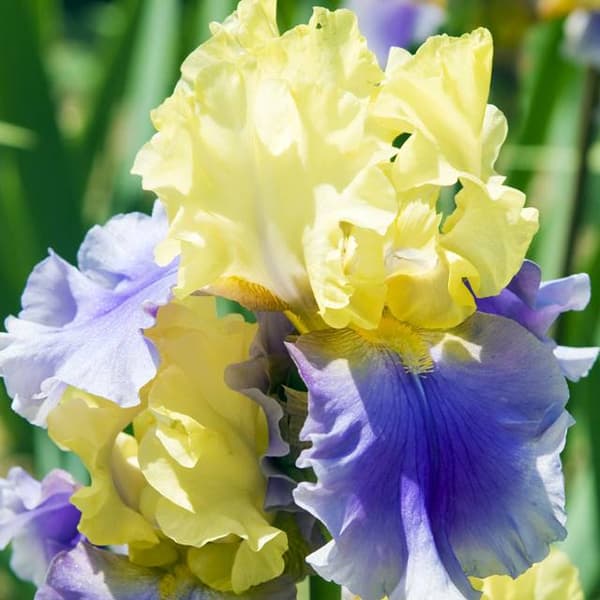 Iris germanica -parta Edith Wolford 1 kpl.
