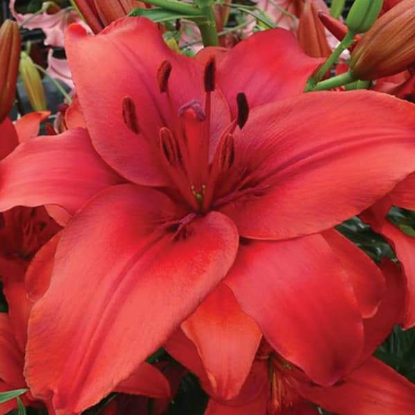 Aasianlilja Red Highland 1 kpl.