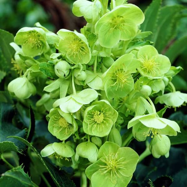 Helleborus Korsikan hellebore 1 kpl.