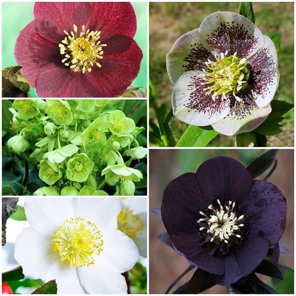 Helleborus Julros Set 5 delar.