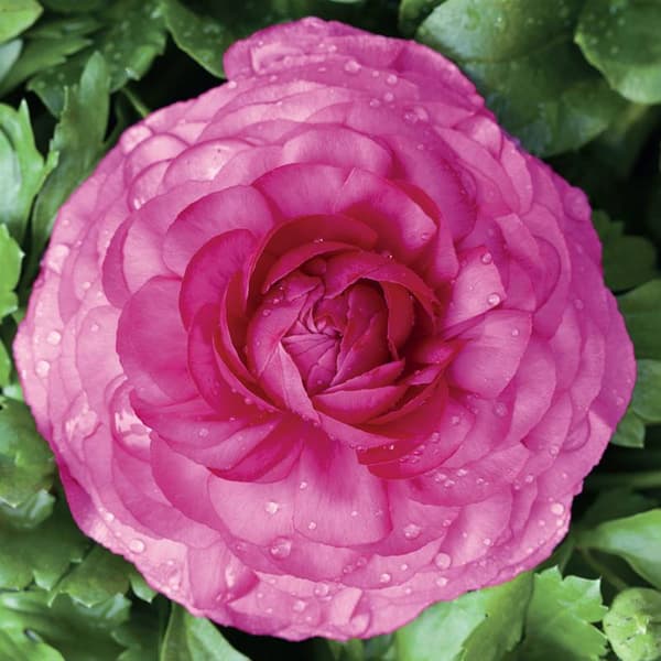Ranunkel smörblomma rosa 5 st.
