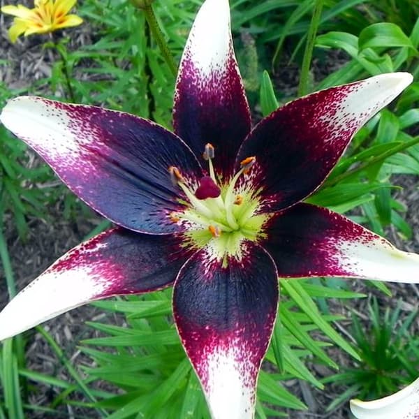 Tofarvet asiatisk lilje Netty's Pride 1 stk.