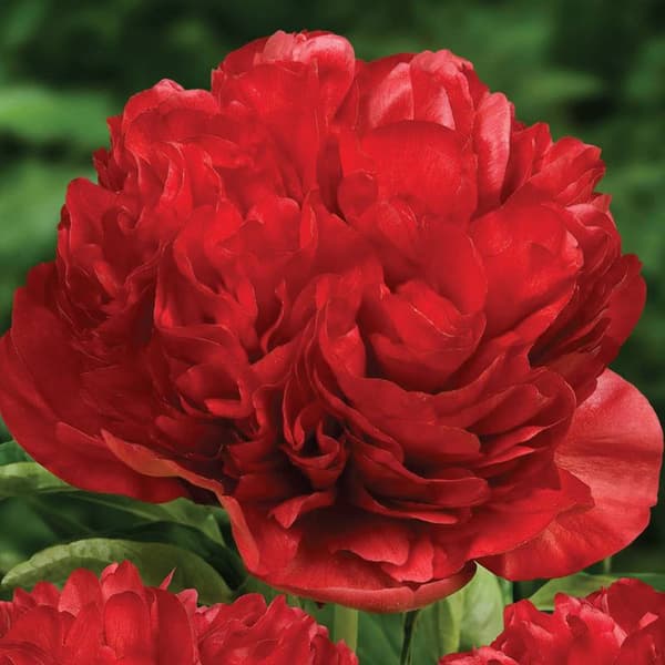 Paeonia kiinalainen pioni Eliza Lundy 1 kpl.