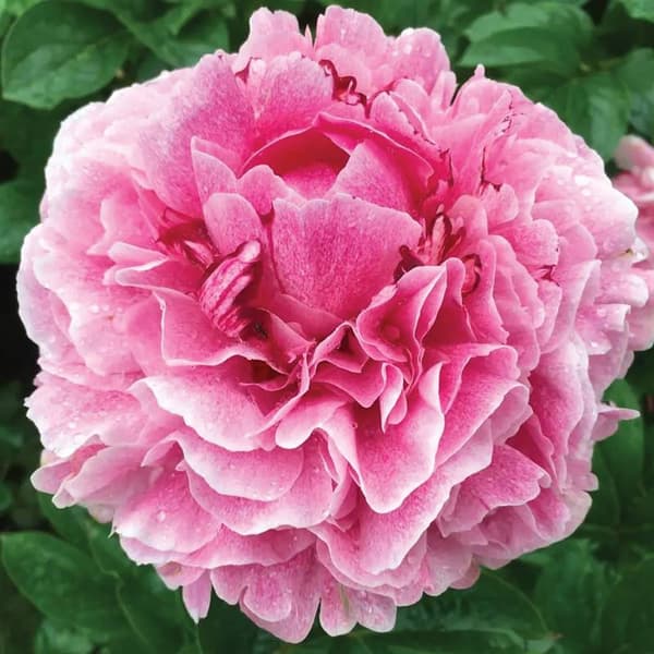 Paeonia kinesisk pion The Fawn 1 st.