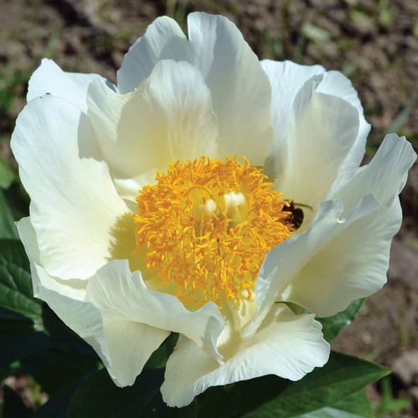 Paeonia Kiinanpioni Kuunnousu 1 kpl.