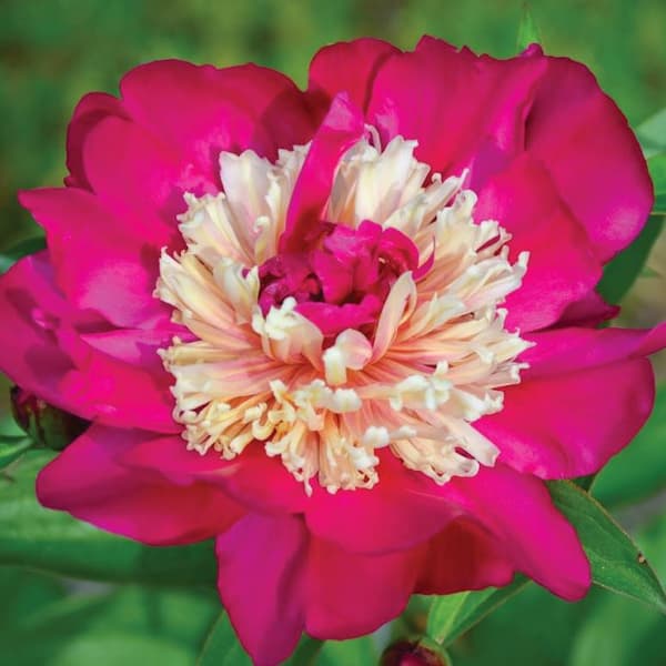 Paeonia kinesisk pæon Top Hat 1 stk.