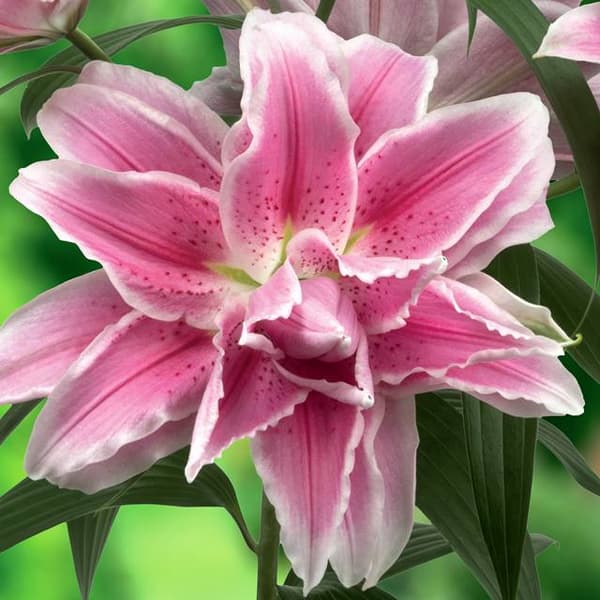 Tuplalilja Roselily Isabella 1 kpl.