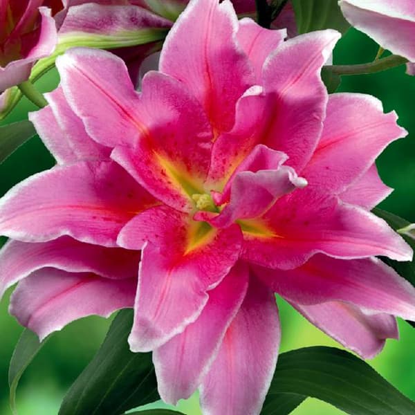 Tuplalilja Roselily Celina 1 kpl.