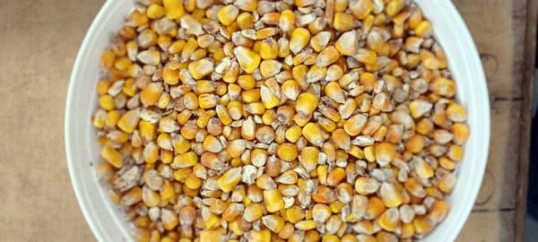 Keltainen maissiruoka lintujen ruoka 1 kg