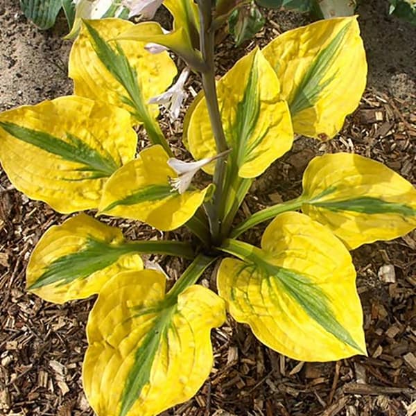 Hosta Funkia Glad Rags 1 kpl.