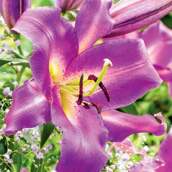 Purple Lady trælilje 1 stk.
