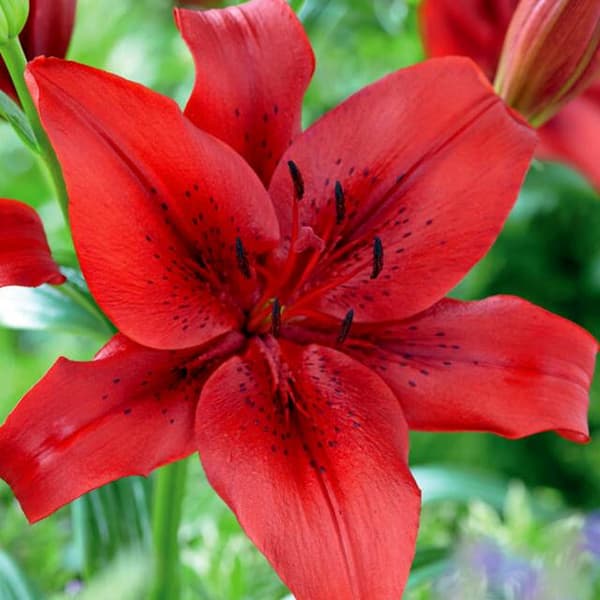 Lily LA Original Love 1 kpl.