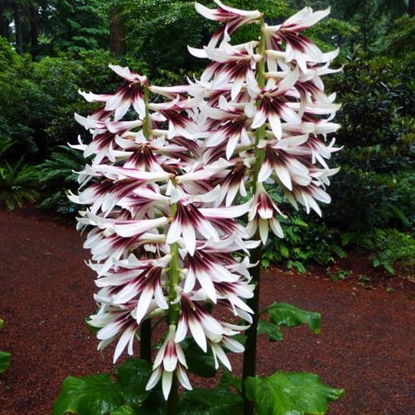 Cardiocrinum giganteum Himalaya-lilje 1 stk.