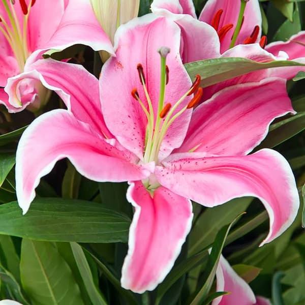 Oriental pinkki lilja XXL (22/+) 1 kpl.
