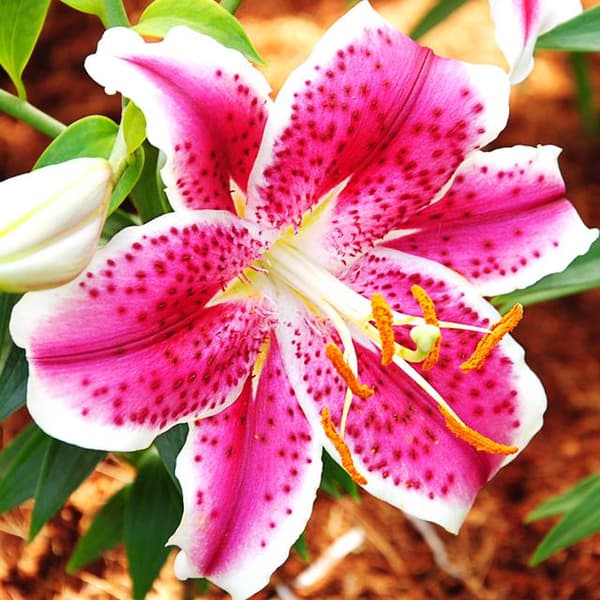 Orientalsk lilje pink og hvid XXL (20/+) 1 stk.