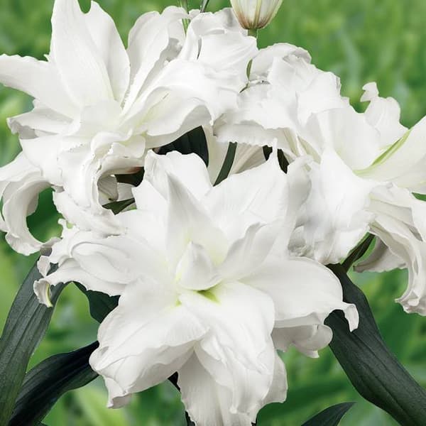 Roselily Angela dobbelt lilje 1 stk.