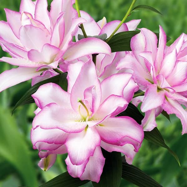 Tuplalilja Roselily Anouska 1 kpl.