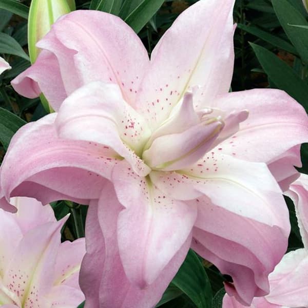 Asiatisk lilje dobbelt Lotus Queen XL (18/20) 1 stk.