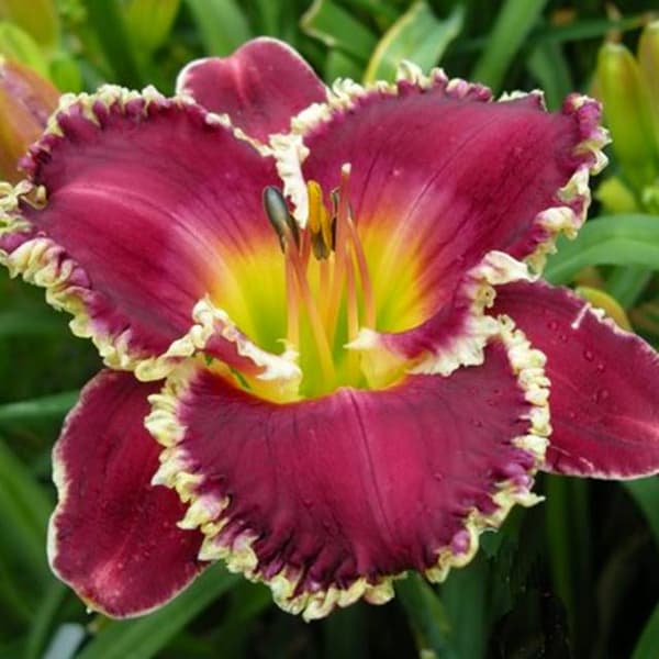 Hemerocallis-päivänlilja (Bettylen) 1 kpl.