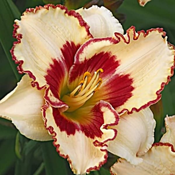 Hemerocallis päivänlilja Kryptinen viesti 1 kpl.