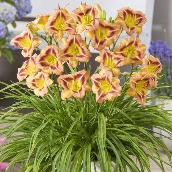 Hemerocallis Daglilje London Eye 1 stk.
