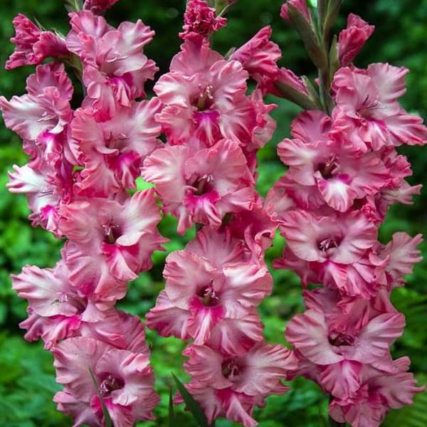 Kingston Ruffle-aaltoutettu gladiolus 5 kpl.
