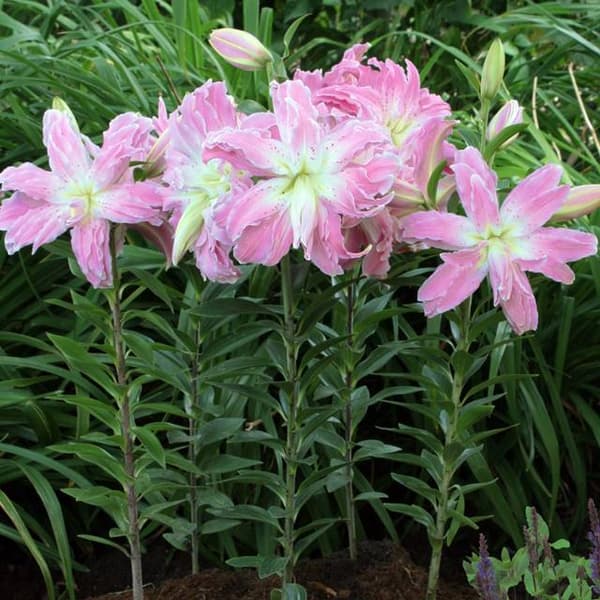 Itämainen lilja, täynnä Lotus Elegance XXL 1 kpl.