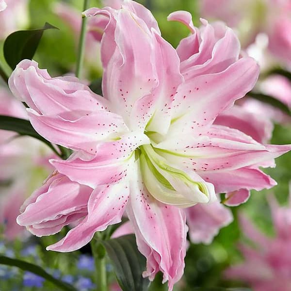 Itämainen lilja, täynnä Lotus Elegance XXL 1 kpl.