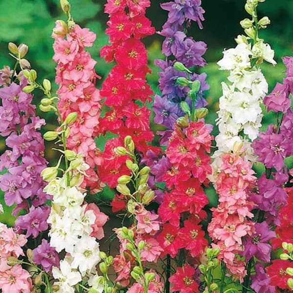 Delphinium Lærkeøjeblanding 5 stk.