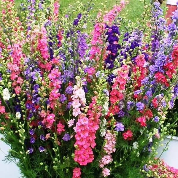 Delphinium Lark's eye -sekoitus 5 kpl.