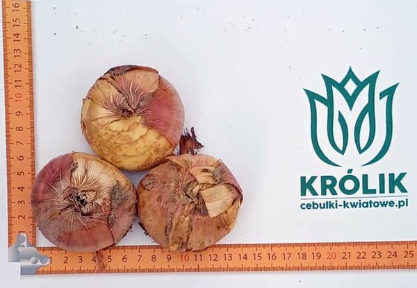 Gladiolus Gladiolus Avici XXL 5 st. 14/16