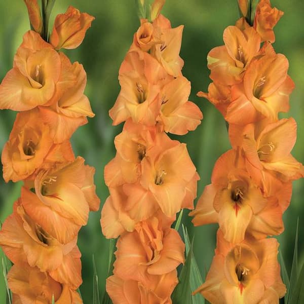 Gladiolus Gladiolus Avici XXL 5 st. 14/16
