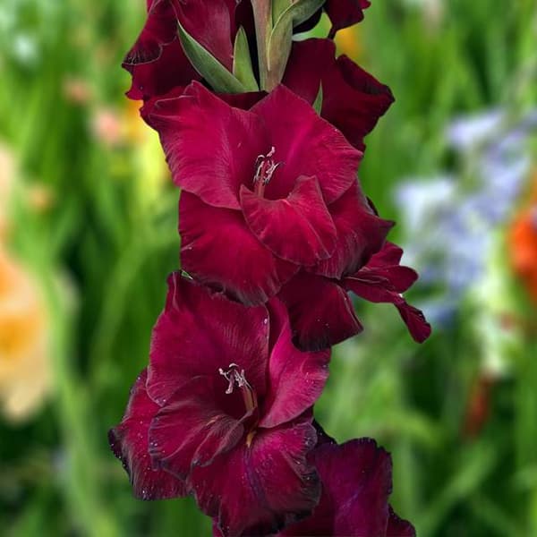 Gladiolus-miekka Mahler XXL 14/16 5 kpl.